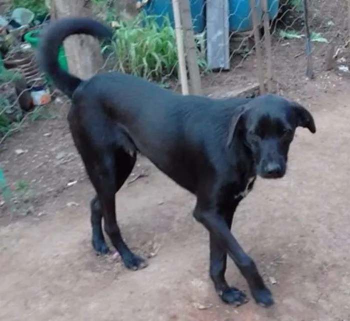 Cachorro raça srd idade  nome Gui