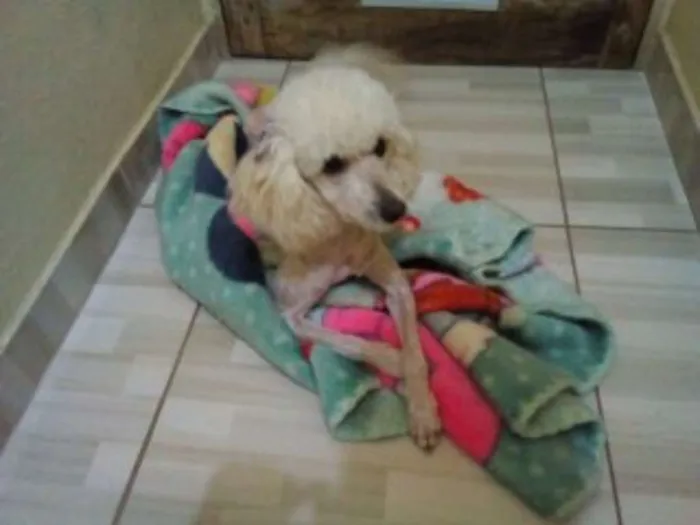 Cachorro ra a Poodle idade 2 anos nome Lara