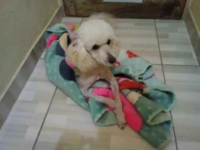 Cachorro ra a Poodle idade 2 anos nome Lara