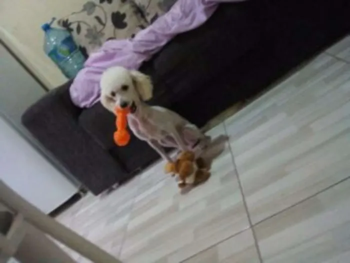 Cachorro ra a Poodle idade 2 anos nome Lara