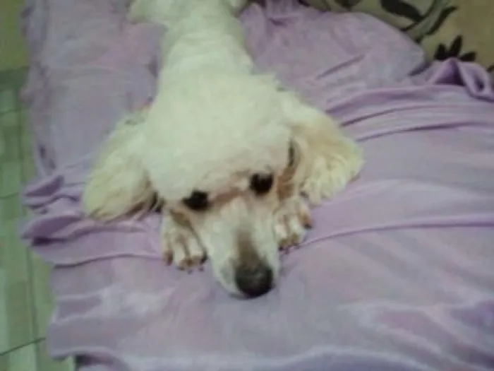Cachorro ra a Poodle idade 2 anos nome Lara