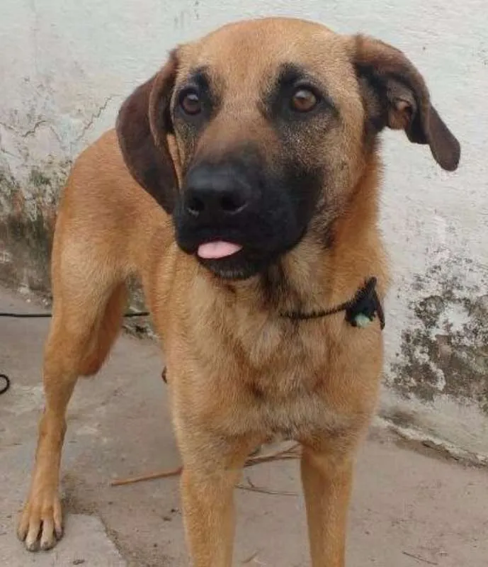 Cachorro raça srd idade  nome Bethoven