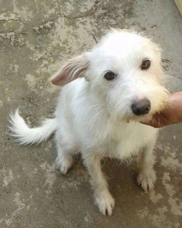 Cachorro ra a srd idade  nome Galego