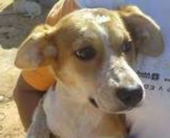Cachorro ra a srd idade  nome Morinha