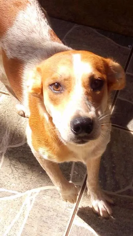 Cachorro ra a srd idade  nome Morinha