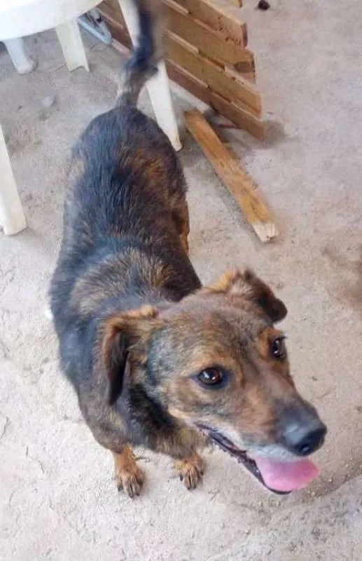 Cachorro ra a srd idade  nome Tobias