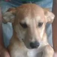 Bela