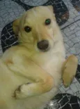 Alemão