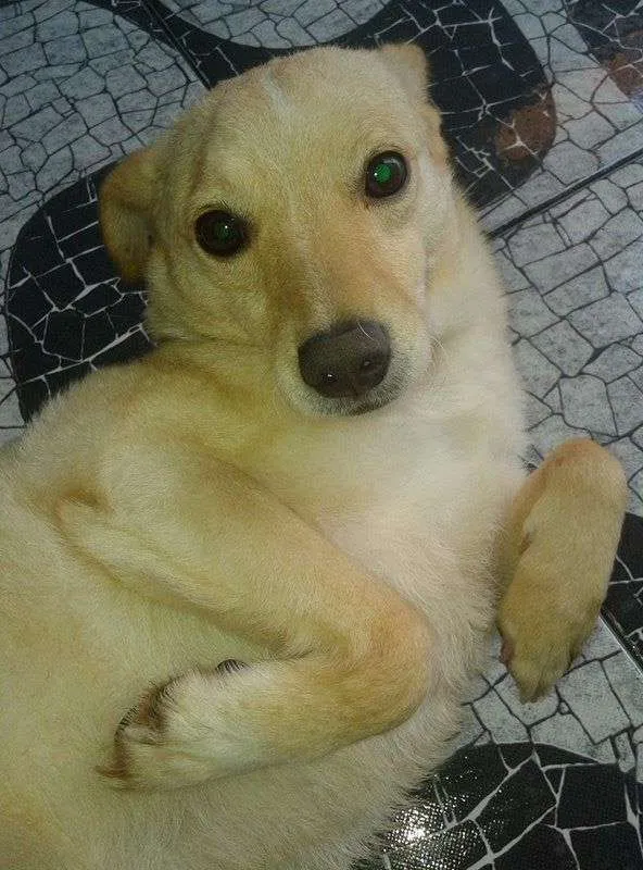 Cachorro ra a srd idade  nome Alemão