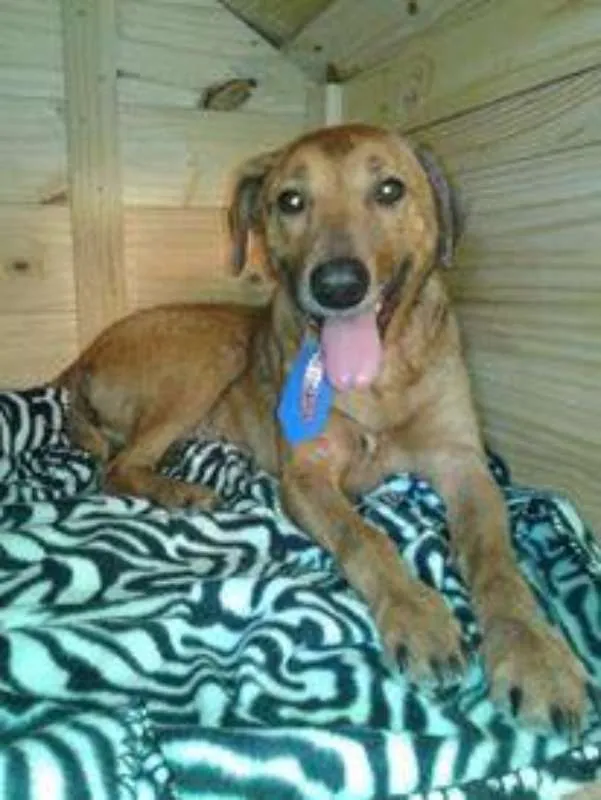 Cachorro ra a srd idade  nome Davi
