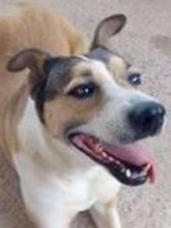 Cachorro ra a srd idade  nome Deusa