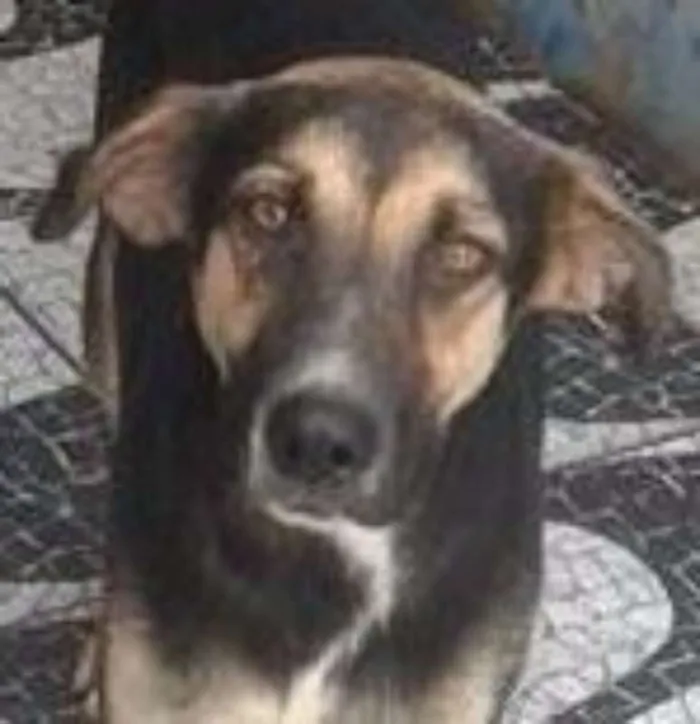 Cachorro ra a srd idade  nome Dudu