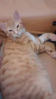 Ginger
