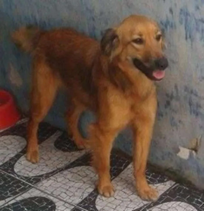 Cachorro ra a srd idade  nome Mel