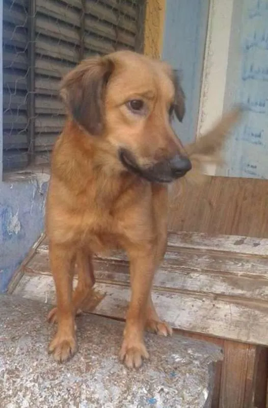 Cachorro ra a srd idade  nome Mel