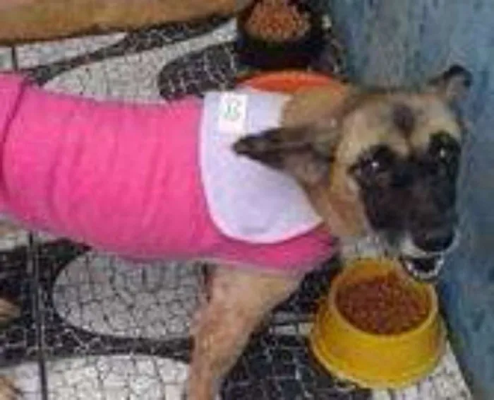 Cachorro ra a srd idade  nome Tina