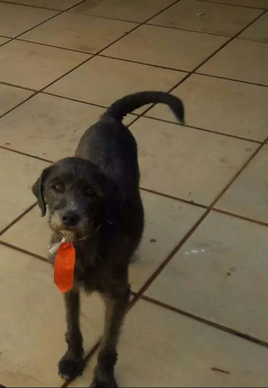 Cachorro ra a srd/poodle idade  nome Cabo Argentino