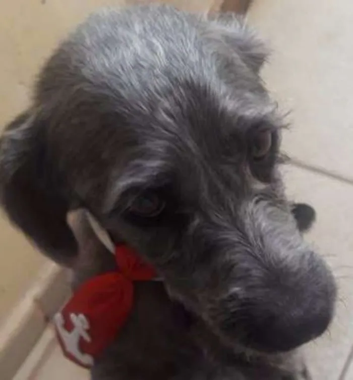 Cachorro ra a srd/poodle idade  nome Cabo Argentino