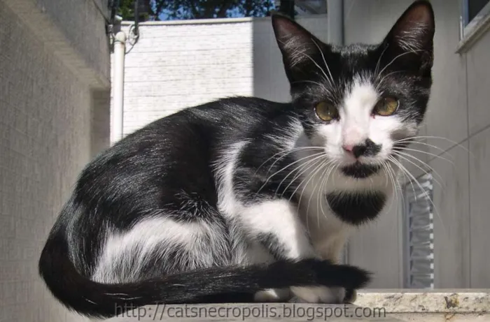 Gato ra a srd idade 2 a 6 meses nome Chia