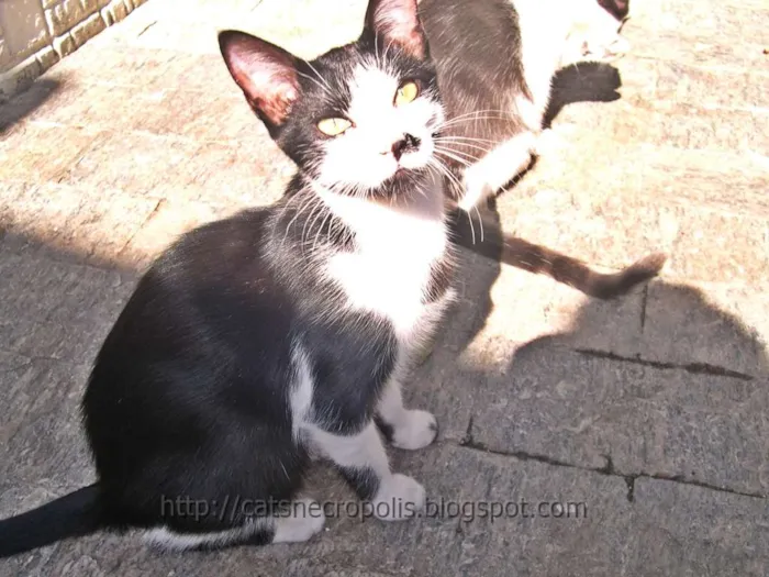 Gato ra a srd idade 2 a 6 meses nome Chia