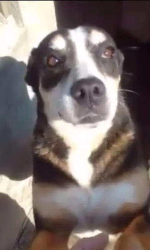 Cachorro ra a srd idade  nome Avalon