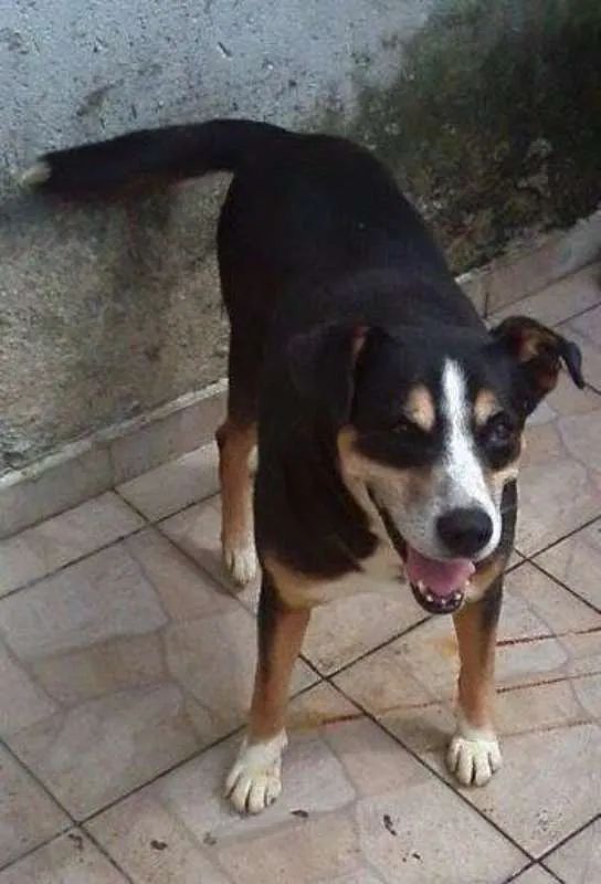 Cachorro ra a srd idade  nome Avalon