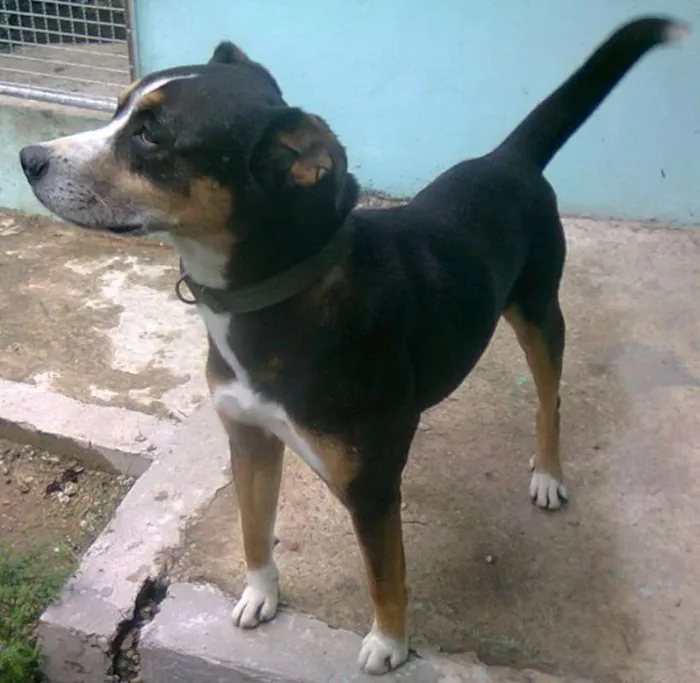 Cachorro ra a srd idade  nome Avalon