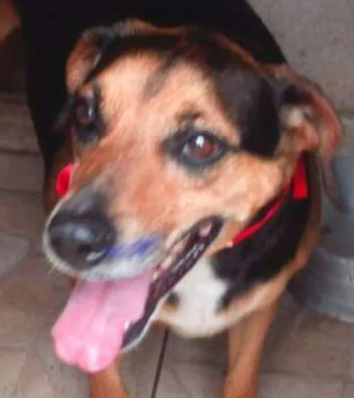 Cachorro ra a srd idade  nome Monetti