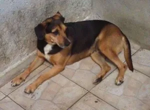 Cachorro raça srd idade  nome Monetti