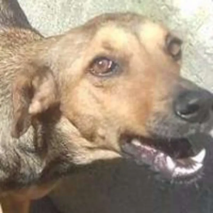Cachorro ra a srd idade  nome Mariam
