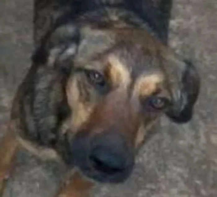 Cachorro ra a srd idade  nome Lathifa