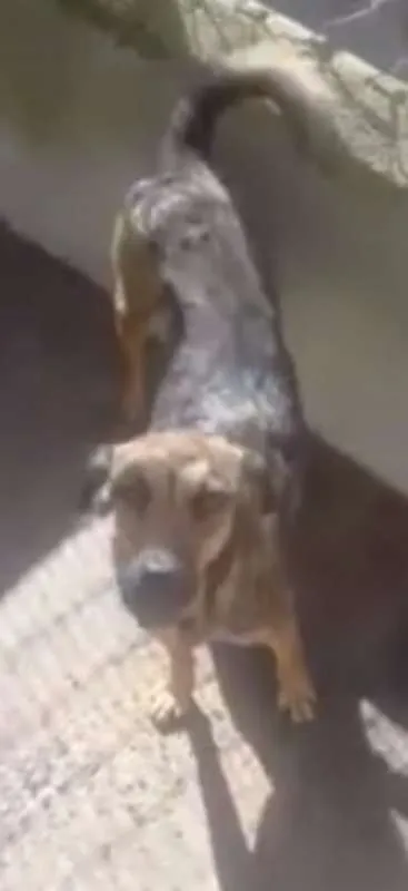 Cachorro ra a srd idade  nome Lathifa
