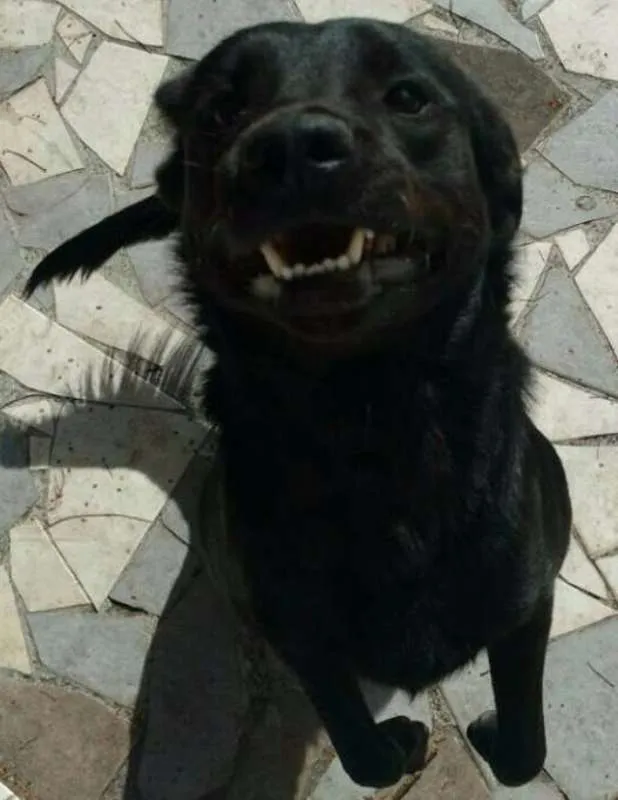Cachorro ra a mix Labrador idade  nome Théo