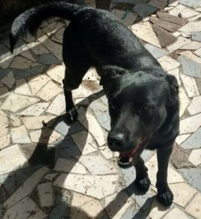 Cachorro ra a mix Labrador idade  nome Théo