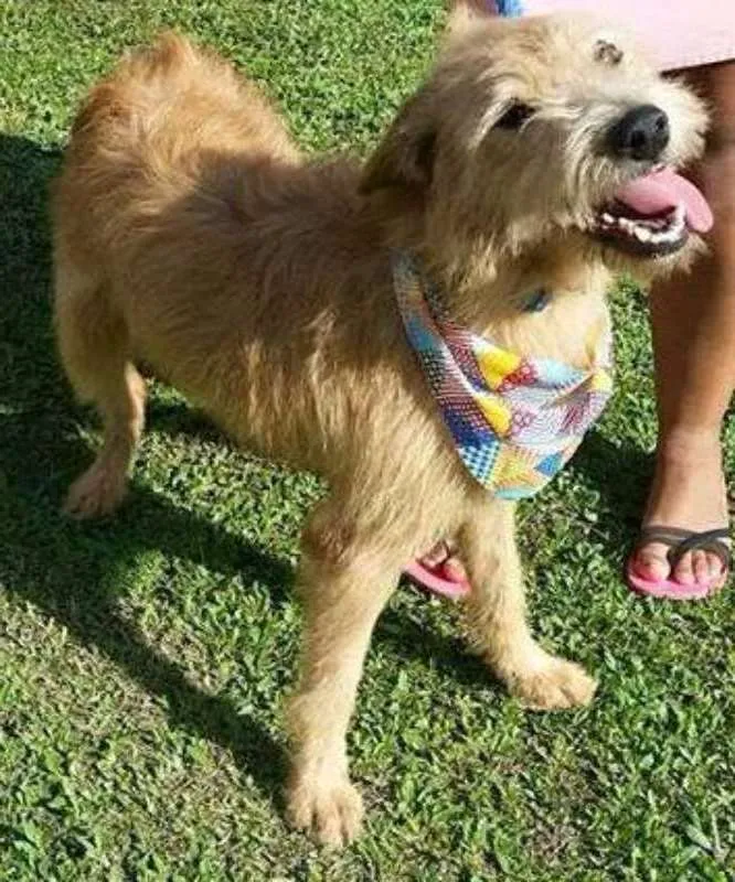 Cachorro raça srd idade  nome Bob EStopa