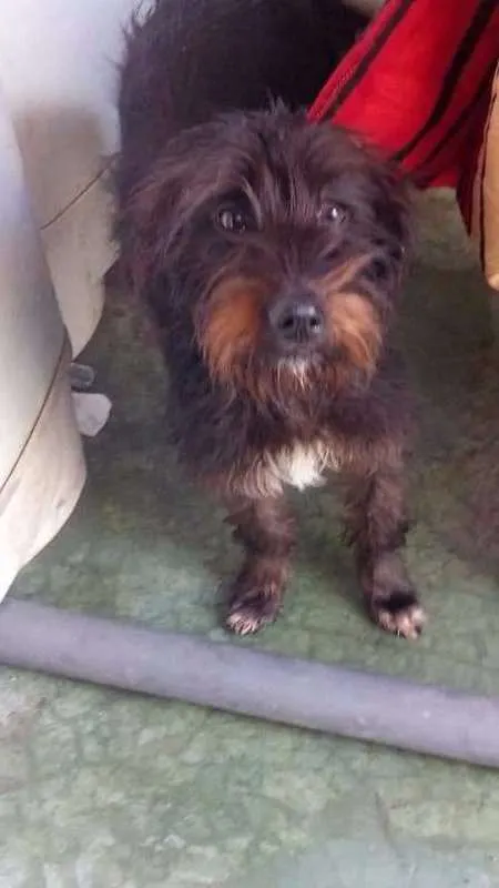 Cachorro ra a srd idade  nome Pipoca