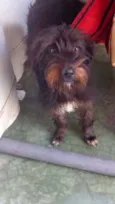 Pipoca