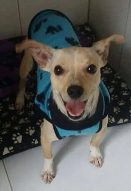 Cachorro ra a srd idade  nome Billy