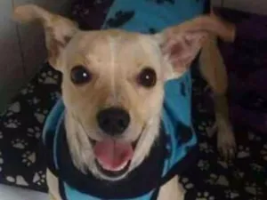 Cachorro raça srd idade  nome Billy