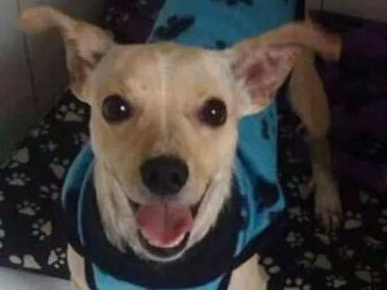 Cachorro ra a srd idade  nome Billy