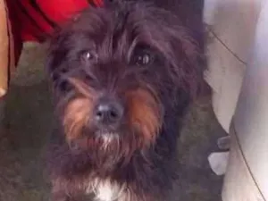 Cachorro raça srd idade  nome Pipoca