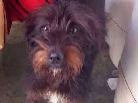 Cachorro ra a srd idade  nome Pipoca