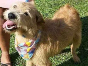 Cachorro raça srd idade  nome Bob EStopa