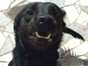 Cachorro raça mix Labrador idade  nome Théo