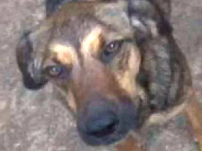 Cachorro ra a srd idade  nome Lathifa