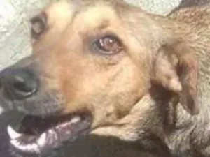 Cachorro raça srd idade  nome Mariam