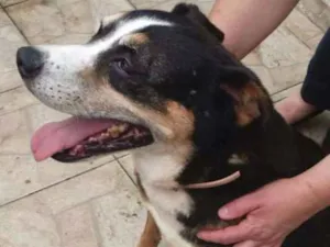 Cachorro raça srd idade  nome Avalon
