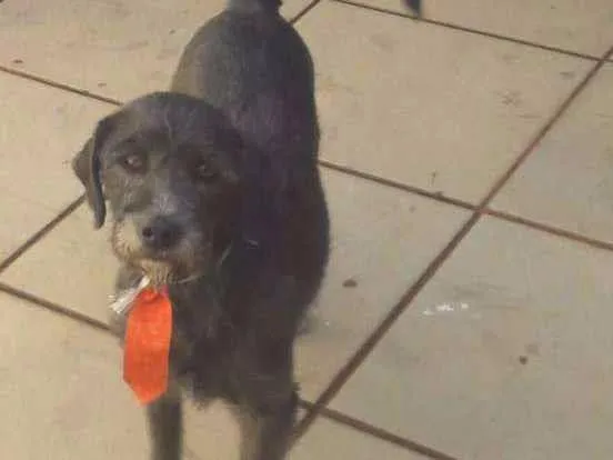 Cachorro ra a srd/poodle idade  nome Cabo Argentino