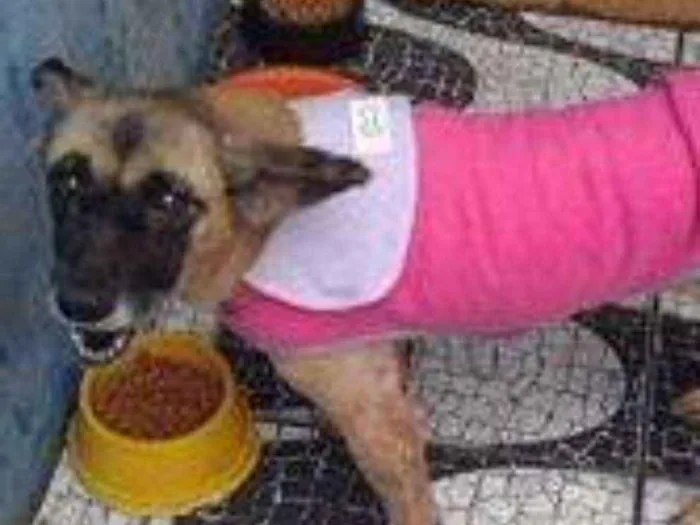 Cachorro ra a srd idade  nome Tina