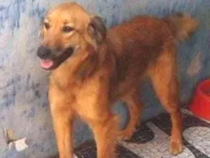 Cachorro raça srd idade  nome Mel